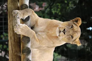 Lioness Reclining On Wood Wallpaper