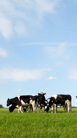 Listen To The Herd And Get Your Newest Cow Iphone Wallpaper