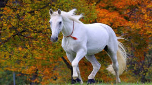 Little Cute White Horse Wallpaper