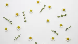 Little Daisy Flower With Thyme Leaves Wallpaper