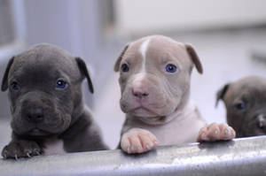 Little Pitbull Puppies Wallpaper