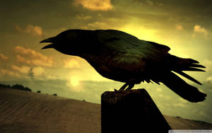 Little Raven At Dusk Wallpaper