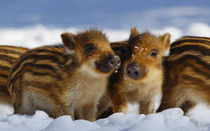 Little Wild Boar Wallpaper