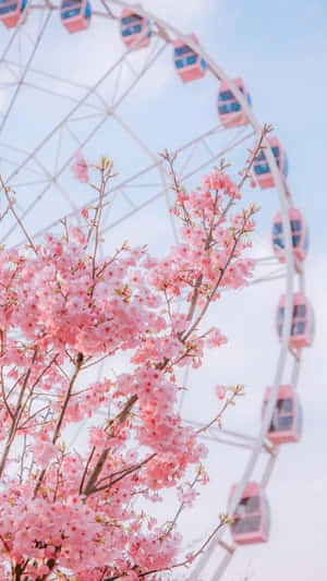 Live Aesthetic Cherry Blossoms Ferris Wheel Wallpaper