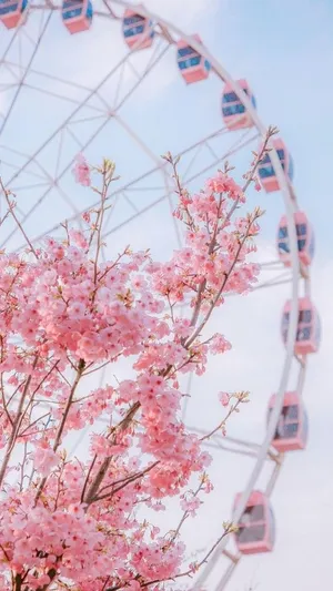 Live Aesthetic Cherry Blossoms Ferris Wheel Wallpaper