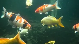 Live Koi Fish In An Aquarium Wallpaper