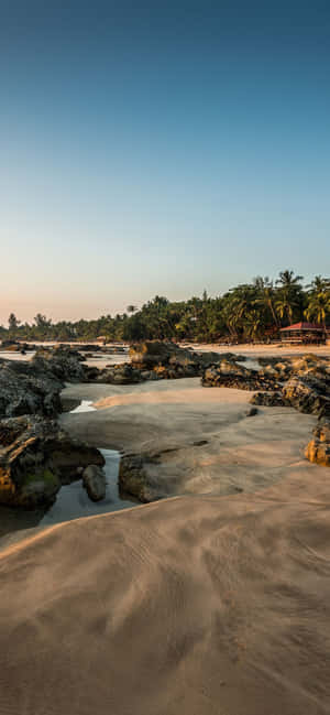 Living On The Iphone Wild Side In A Tropical Paradise Wallpaper