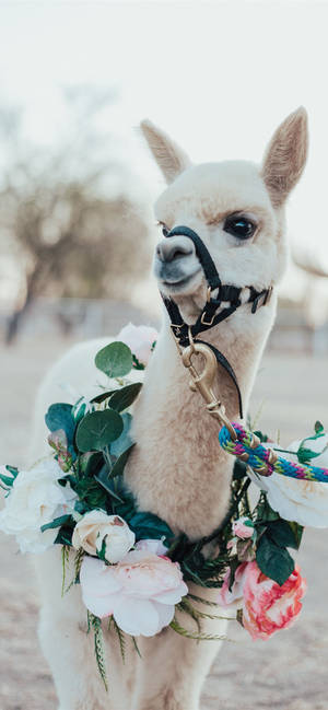 Llama Adorned With Florals Wallpaper