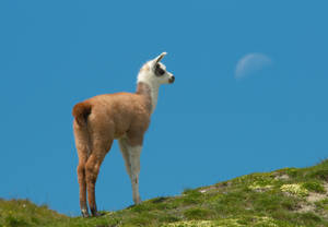 Llama Looks To The Moon Wallpaper