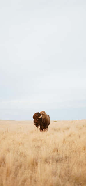 Lone Bisonin Grassland.jpg Wallpaper