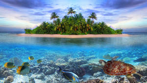 Lone Island Tropical Fish Wallpaper