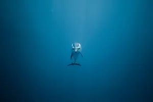 Lonely Dolphin Underwater Wallpaper