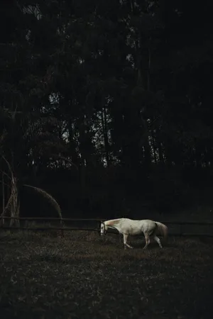 Lonely White Horse Iphone Wallpaper