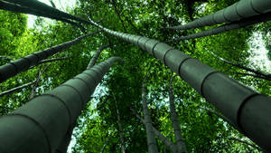 Long Bamboo Plants Wallpaper