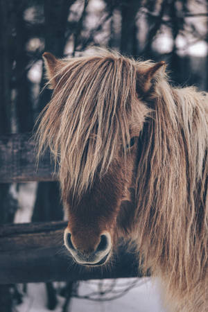 Long Bangs Horse Iphone Wallpaper