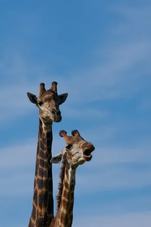 Long-necked Giraffe Humming Wallpaper