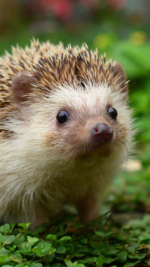 Look At This Adorable Little Hedgehog! Wallpaper