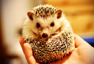 Look At This Cute Hedgehog! Wallpaper