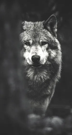 Looking Into The Beautiful Eyes Of A Wolf Wallpaper