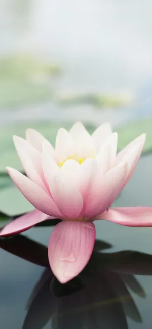 Lotus Flower Original Iphone 4 Wallpaper