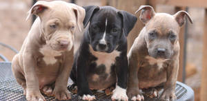 Lovable Pitbull Puppies Wallpaper