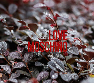 Love Moschino Amidst Autumn Romance Wallpaper