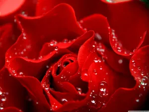 Love Rose Close-up Dew Wallpaper