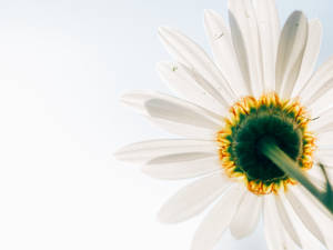 Low-angle Photo Of White Daisy Wallpaper