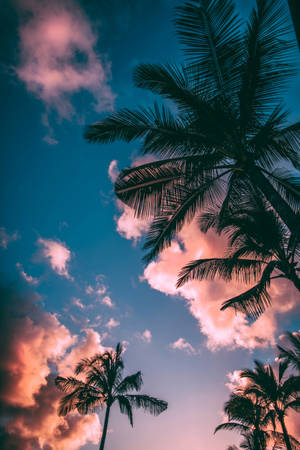 Low-angle Photograph Of Palm Trees Wallpaper