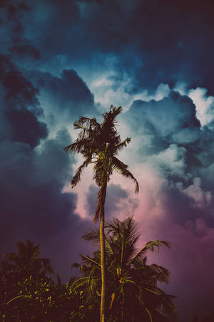 Low-angle Photography Of Coconut Tree Wallpaper