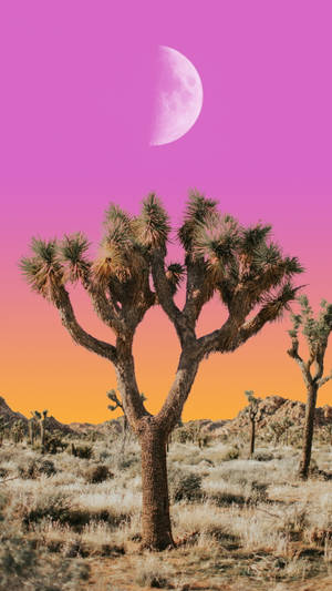 Luna Joshua Tree National Park Wallpaper