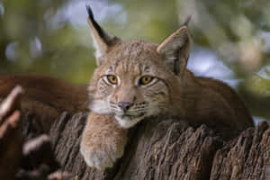 Lynx Restingon Tree Branch Wallpaper