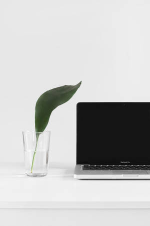 Macbook Pro Beside Plant In Vase Wallpaper