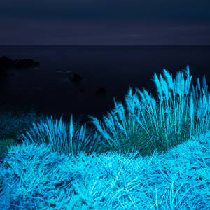 Macos Big Sur Blue Plants Wallpaper