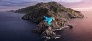 Macos Catalina Blue Bird Wallpaper