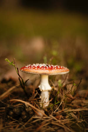 Macro Fly Agaric Mushroom Aesthetic Wallpaper