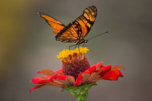 Macro Full Hd Butterfly Red Flower Wallpaper