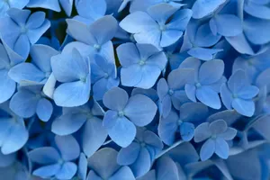 Macro Hydrangea Blue Color Hd Wallpaper