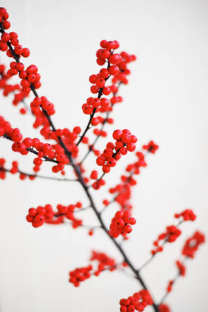 Macro Shot Photography Of Red Fruits Wallpaper