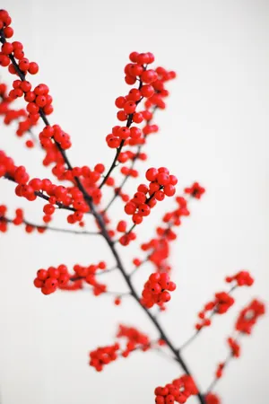 Macro Shot Photography Of Red Fruits Wallpaper
