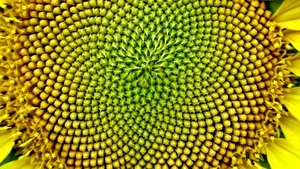 Macro Sunflower Laptop Wallpaper