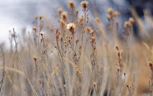 Macro View Of A Patch Of Grooming Brown Grass Wallpaper