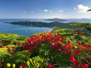 Magens Bay Caribbean Scenery Wallpaper