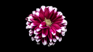 Magenta Black And Pink Flower Wallpaper