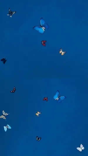 Magical Butterfly Landing On A White Flower In Full Bloom Wallpaper