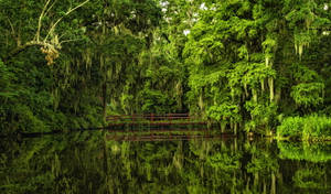 Magnolia Plantation And Gardens South Carolina Wallpaper