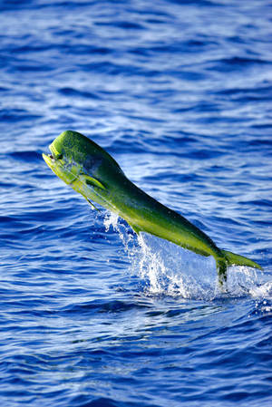 Mahi-mahi Fish Flying Wallpaper