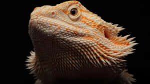 Majestic Bearded Dragon Portrait Wallpaper