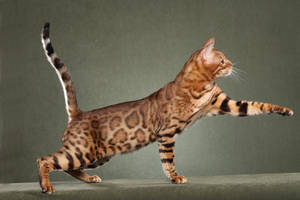 Majestic Bengal Cat In High Definition Wallpaper
