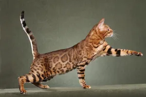 Majestic Bengal Cat In High Definition Wallpaper